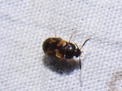 Mycetophagus serrulatus