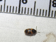 Mycetophagus serrulatus