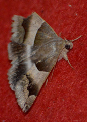 Lepidoptera