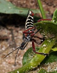 Apiomerus floridensis