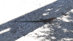 Anatololacerta anatolica