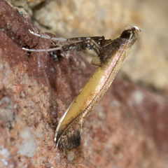 Caloptilia azaleella