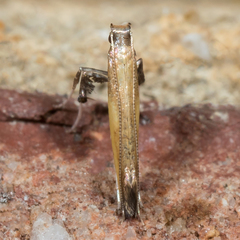 Caloptilia azaleella