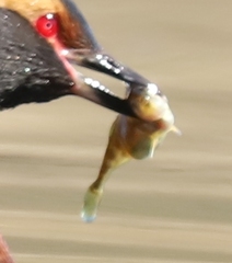 Gasterosteus islandicus