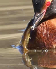 Gasterosteus islandicus