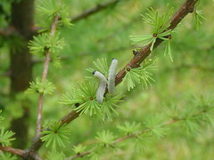 Pristiphora erichsonii
