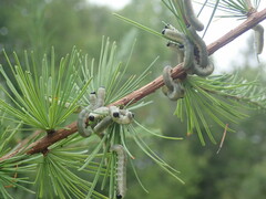 Pristiphora erichsonii