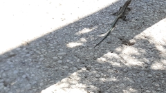 Anatololacerta anatolica