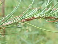 Pristiphora erichsonii
