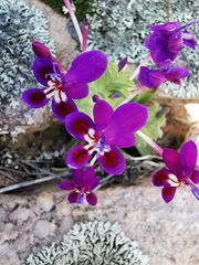 Lapeirousia pyramidalis regalis