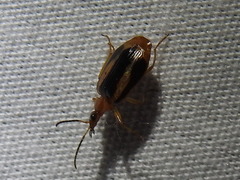 Lebia solea