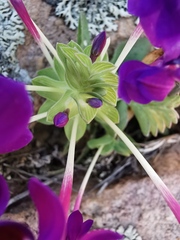 Lapeirousia pyramidalis regalis