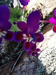 Lapeirousia pyramidalis regalis