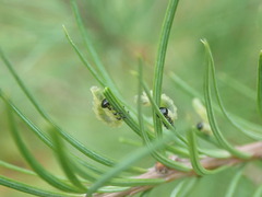 Pristiphora erichsonii