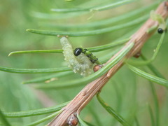 Pristiphora erichsonii