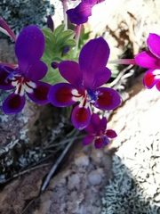 Lapeirousia pyramidalis regalis