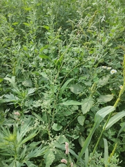 Chenopodium album pedunculare