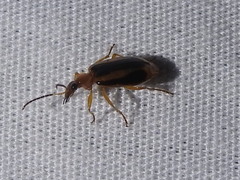 Lebia solea