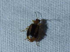 Lebia solea