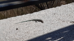 Anatololacerta anatolica