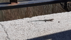 Anatololacerta anatolica