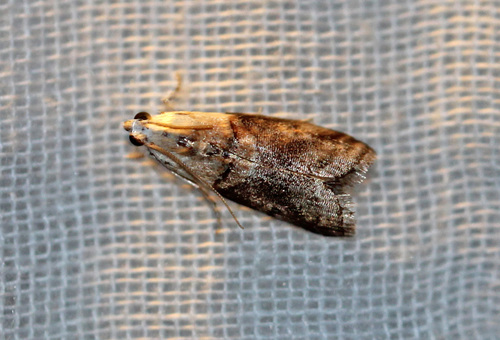 Pecan Leaf Casebearer Moth photo 3
