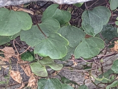 Cymbalaria muralis