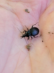 Sphaeroderus stenostomus