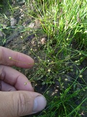 Androsace filiformis