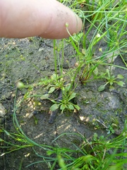 Androsace filiformis