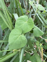 Ipomoea biflora