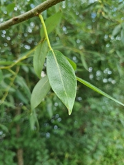 Salix