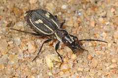 Graphipterus tristis