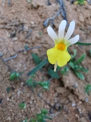 Nemesia cheiranthus