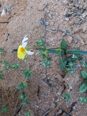 Nemesia cheiranthus