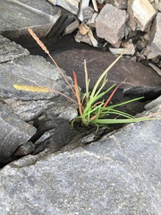 Plantago maritima juncoides