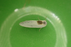 Cilix hispanica