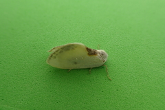 Cilix hispanica