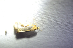 Loxostege albiceralis