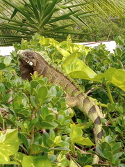 Iguana iguana