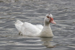 Cairina moschata domestica