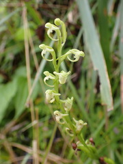 Platanthera devolii