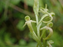 Platanthera devolii