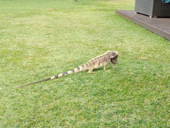 Iguana iguana