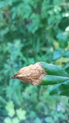 Heterarthrus microcephalus