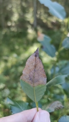 Heterarthrus microcephalus