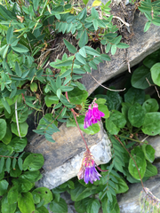 Hedysarum hedysaroides