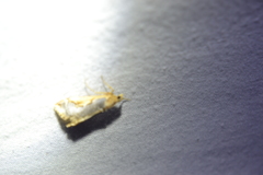 Loxostege albiceralis