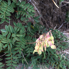 Hedysarum hedysaroides