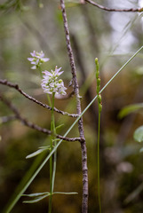 Polygala brevifolia